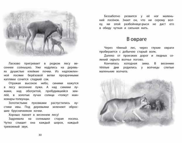 Обложка Год в лесу. Рассказы о природе, издательство Махаон | купить в книжном магазине Рослит